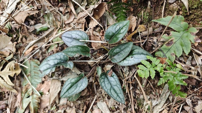 Ainsliaea fragrans photo 4