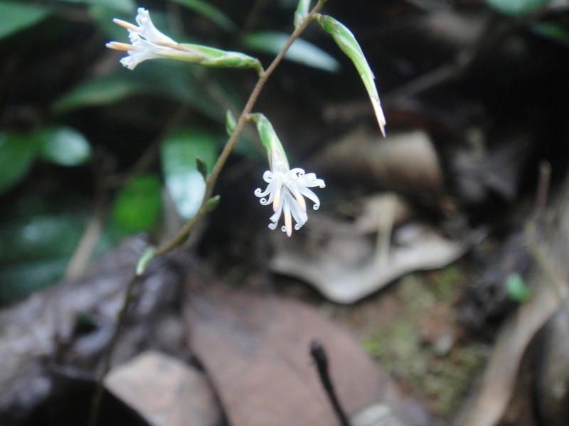 Ainsliaea fragrans photo 5
