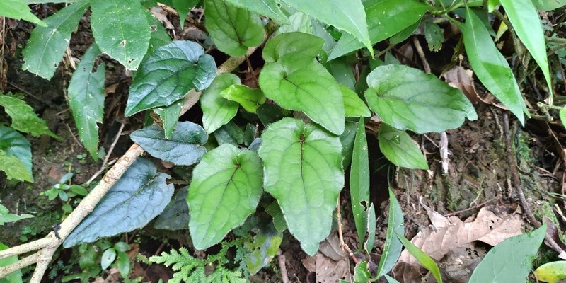 Ainsliaea fragrans photo 6