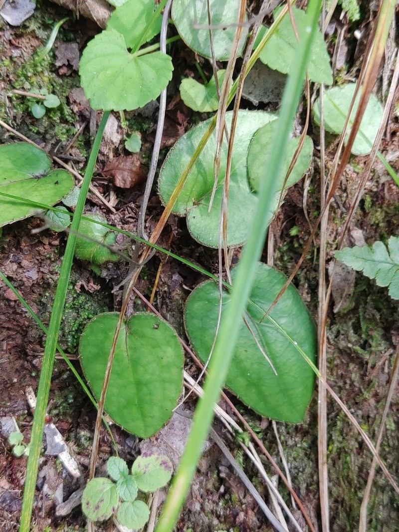 Ainsliaea fragrans photo 7