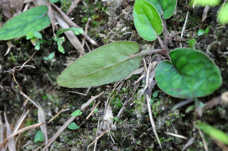 Ainsliaea fragrans photo 8
