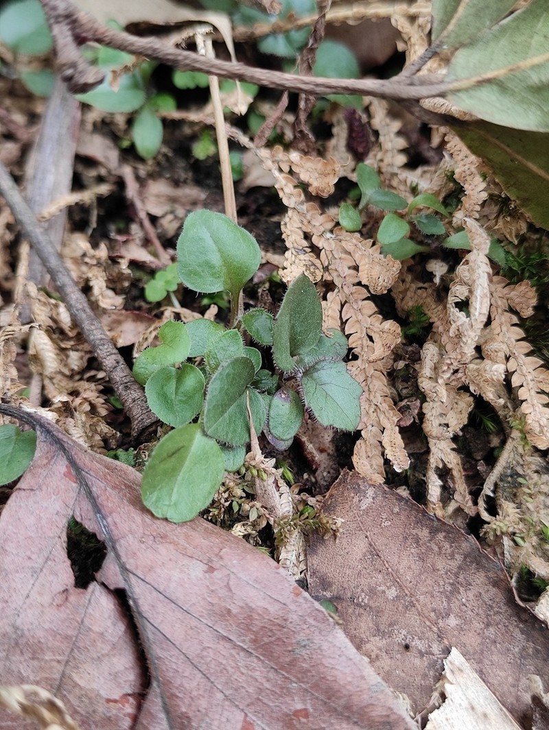 Ainsliaea fulvipes