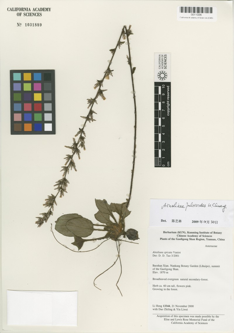 Ainsliaea fulvipes