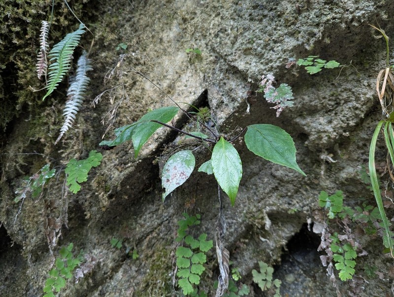 Ainsliaea glabra