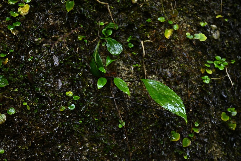 Ainsliaea glabra photo 2