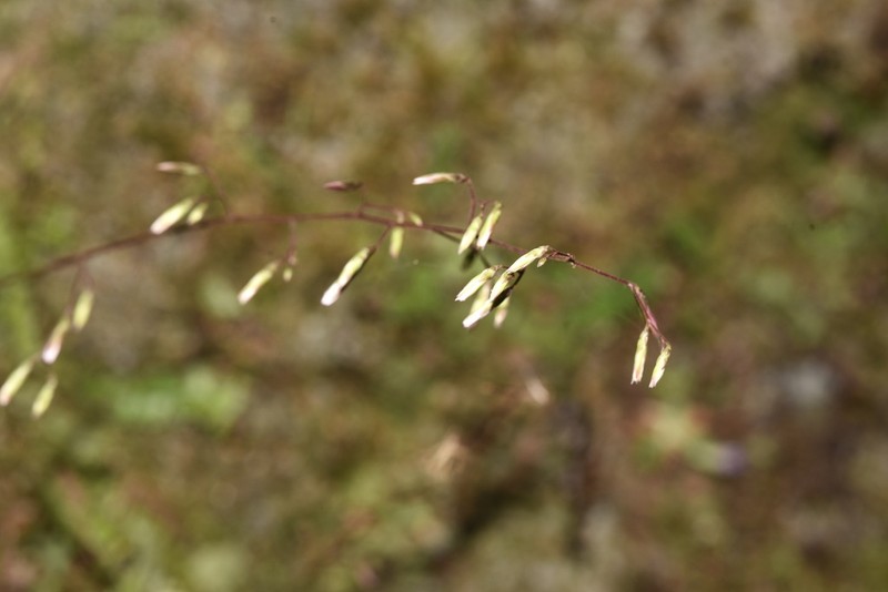 Ainsliaea glabra photo 3