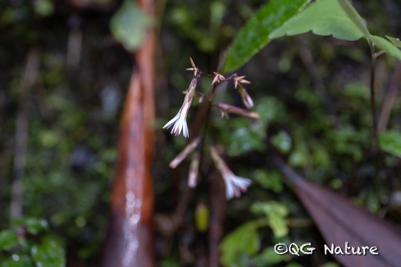 Ainsliaea glabra photo 4