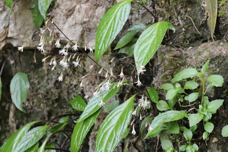 Ainsliaea glabra photo 5