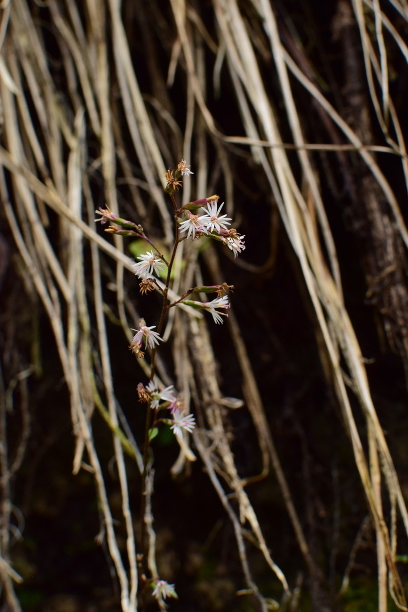 Ainsliaea glabra photo 6