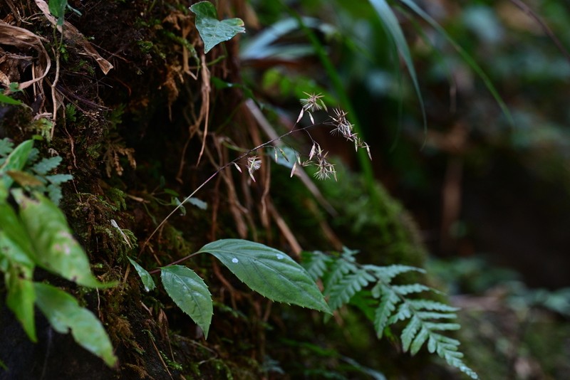 Ainsliaea glabra photo 7