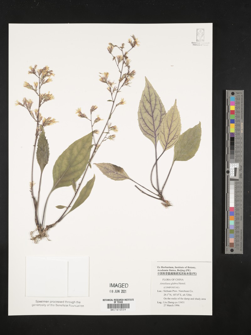 Ainsliaea glabra photo 8