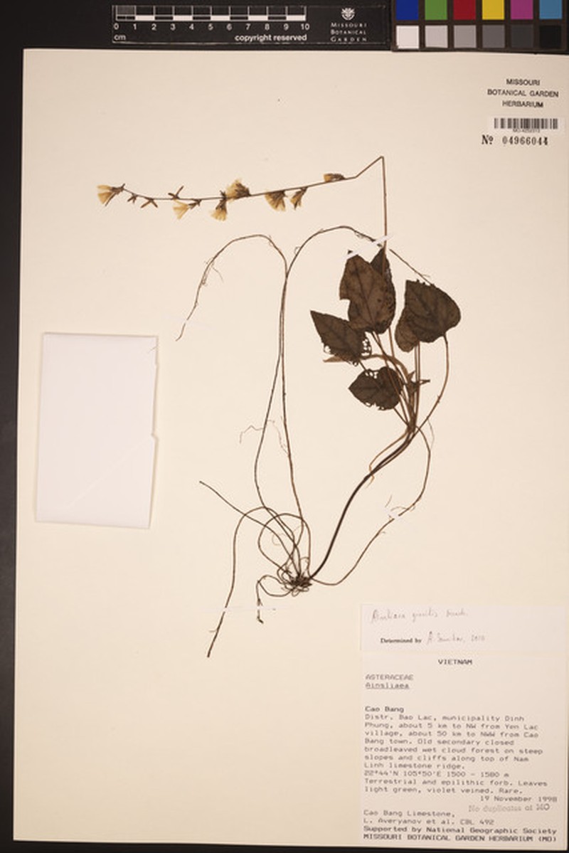 Ainsliaea gracilis
