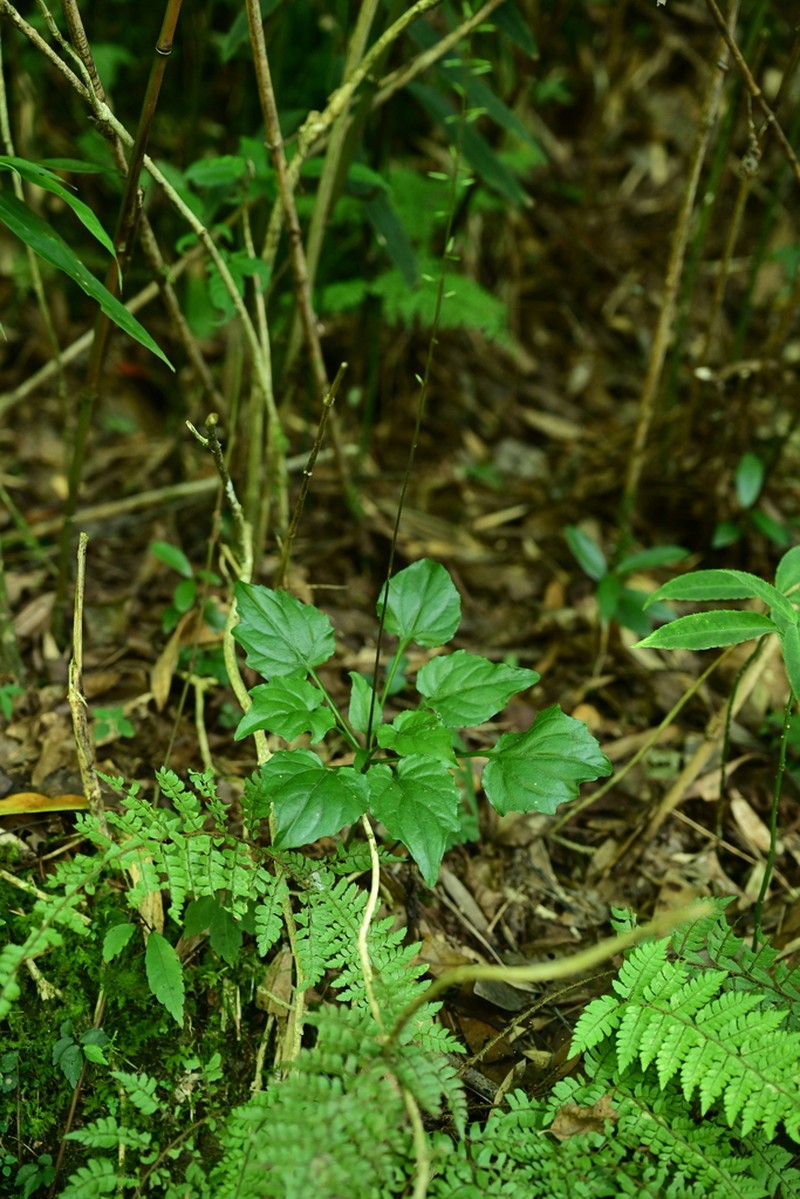 Ainsliaea grossedentata