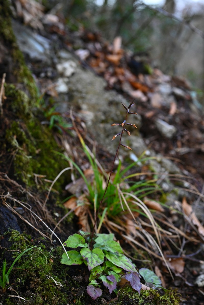 Ainsliaea grossedentata photo 2