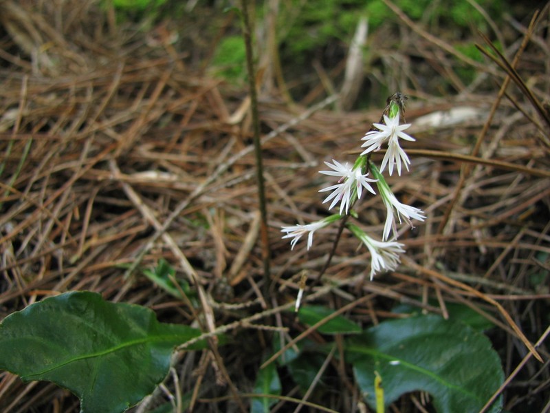 Ainsliaea henryi