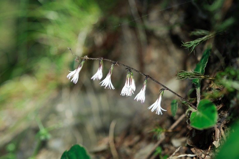 Ainsliaea henryi photo 2