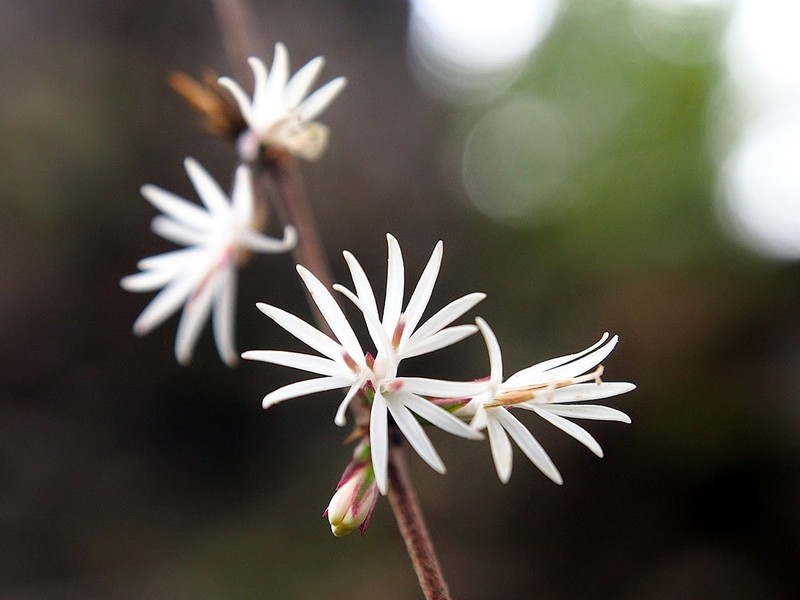 Ainsliaea henryi photo 3