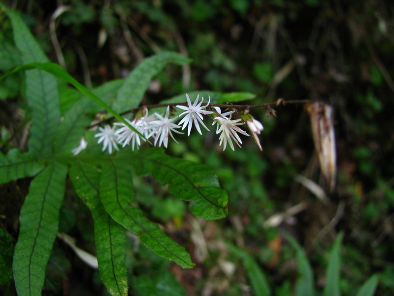 Ainsliaea henryi photo 4