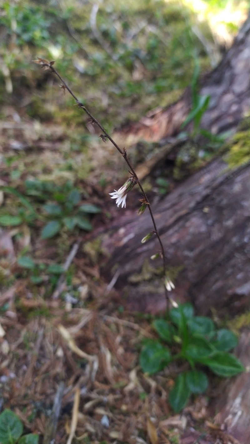 Ainsliaea henryi photo 5