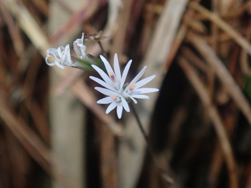 Ainsliaea henryi photo 6