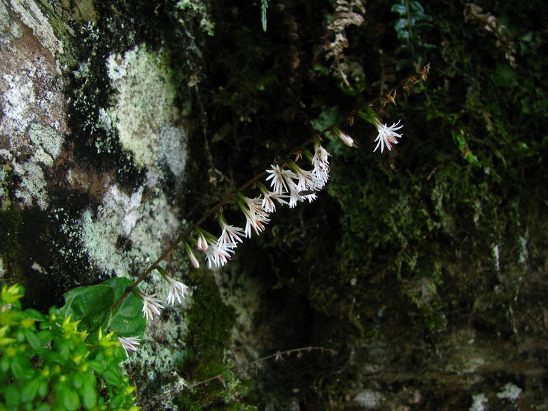 Ainsliaea henryi photo 7