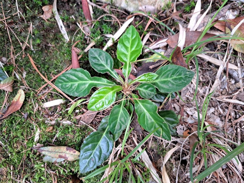 Ainsliaea henryi photo 8
