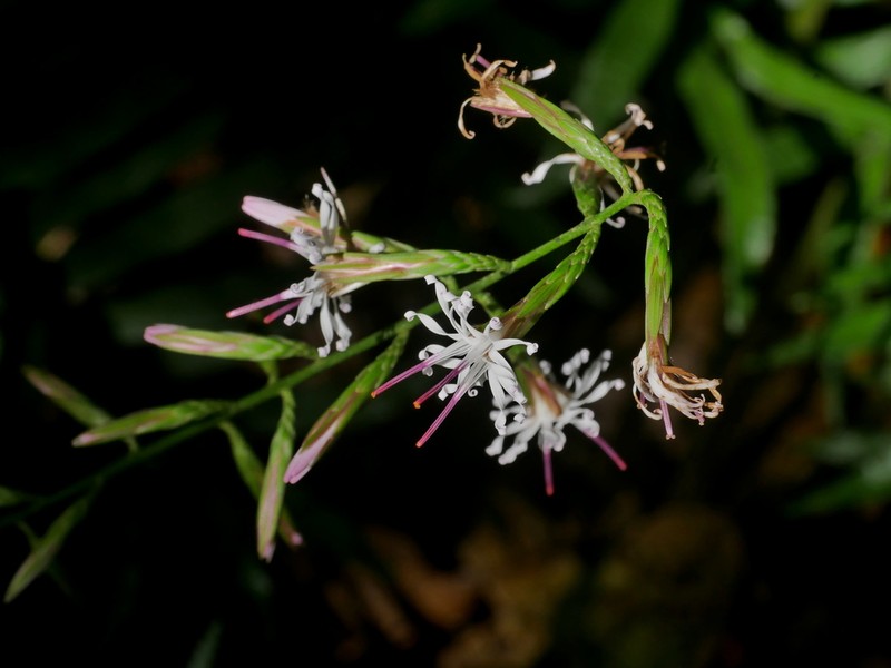 Ainsliaea kawakamii photo 2