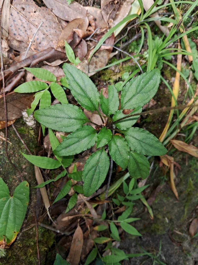 Ainsliaea kawakamii photo 3