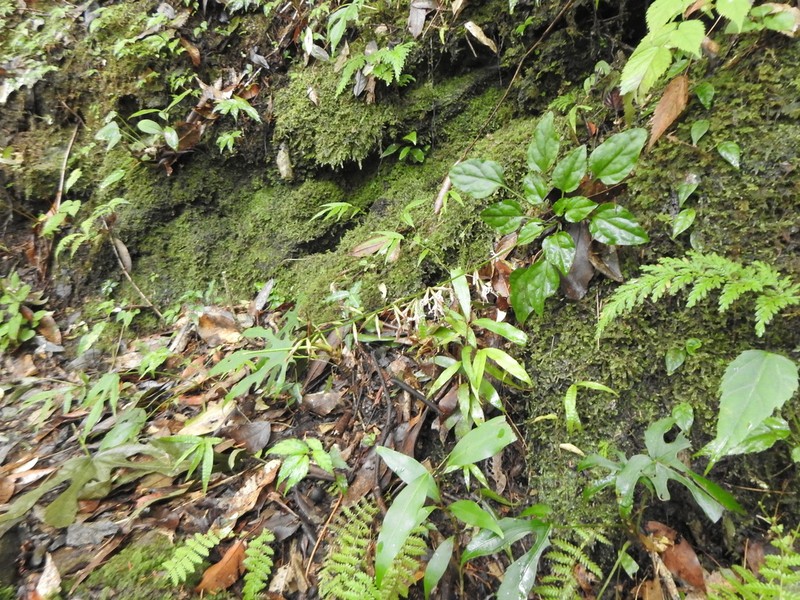 Ainsliaea kawakamii photo 6