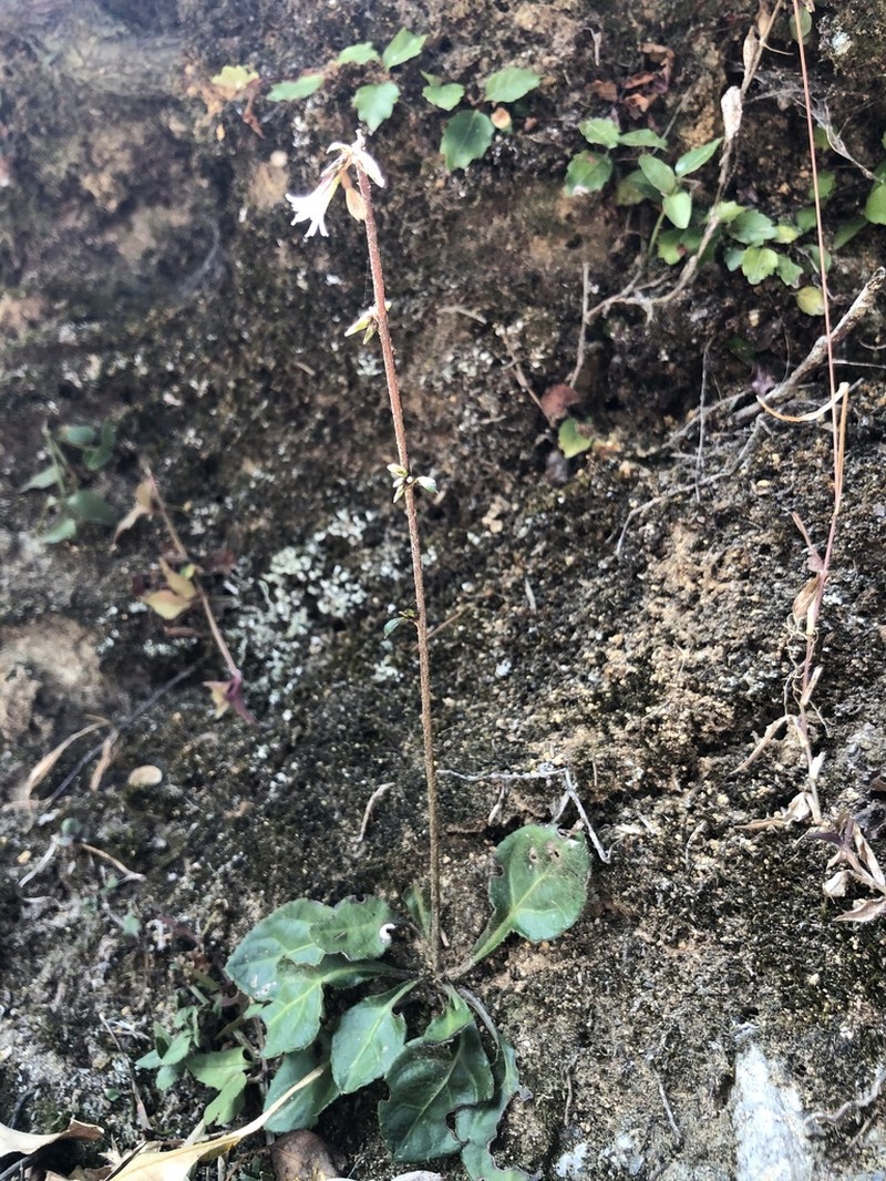 Ainsliaea latifolia