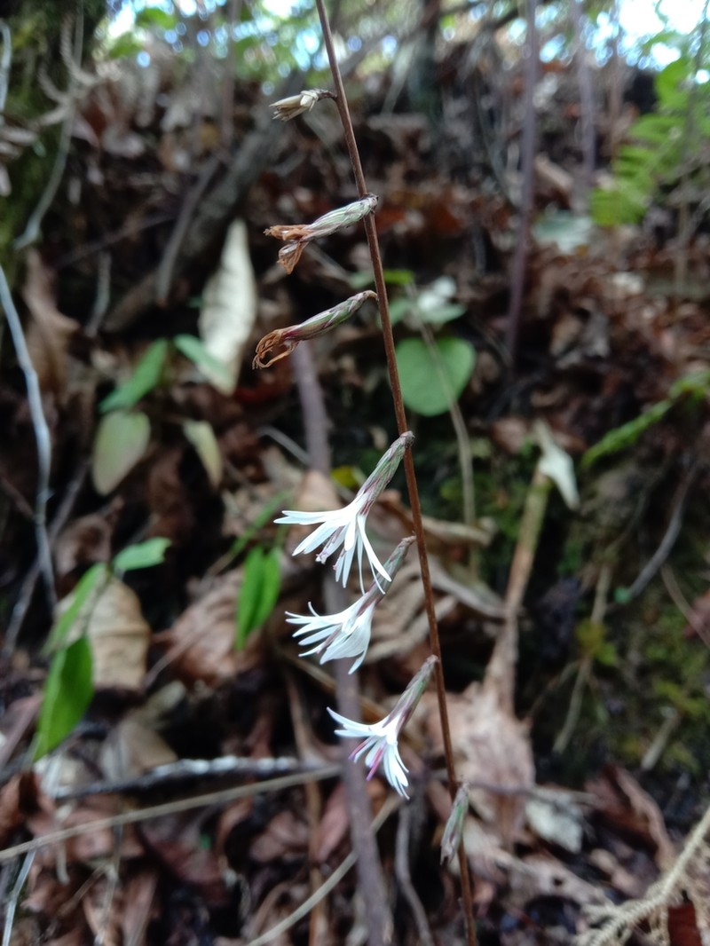 Ainsliaea latifolia photo 2