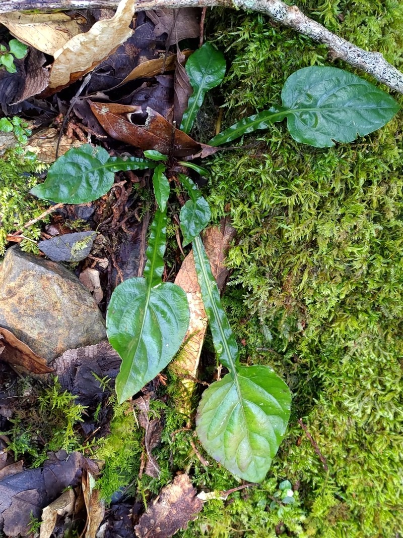 Ainsliaea latifolia photo 3