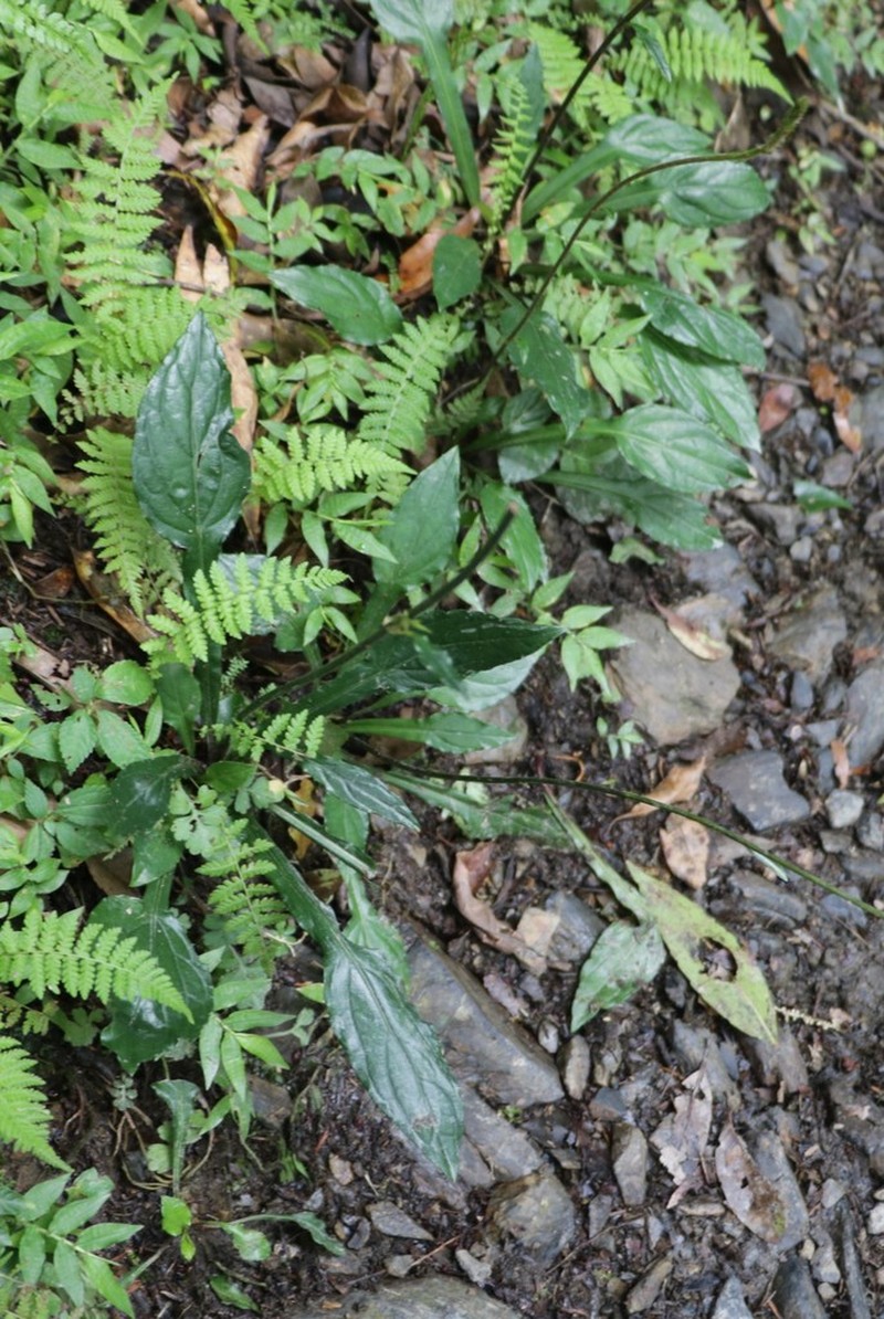 Ainsliaea latifolia photo 5