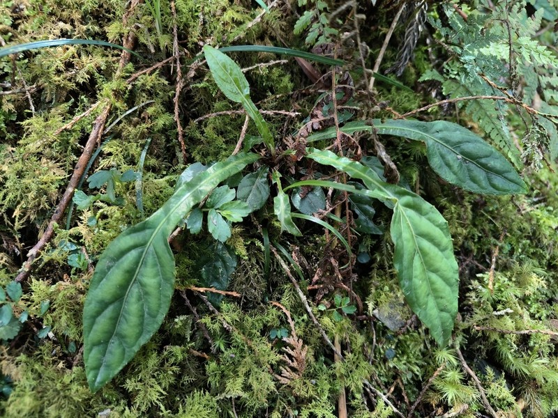 Ainsliaea latifolia photo 6