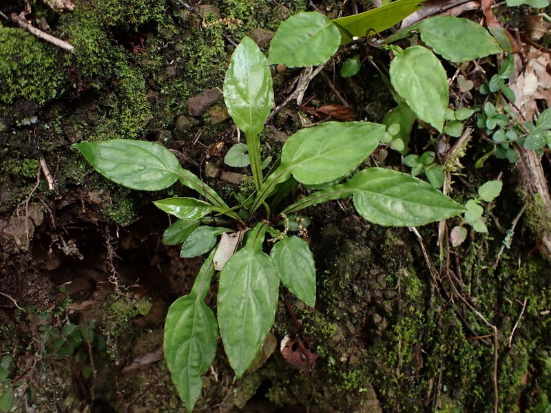 Ainsliaea latifolia photo 7