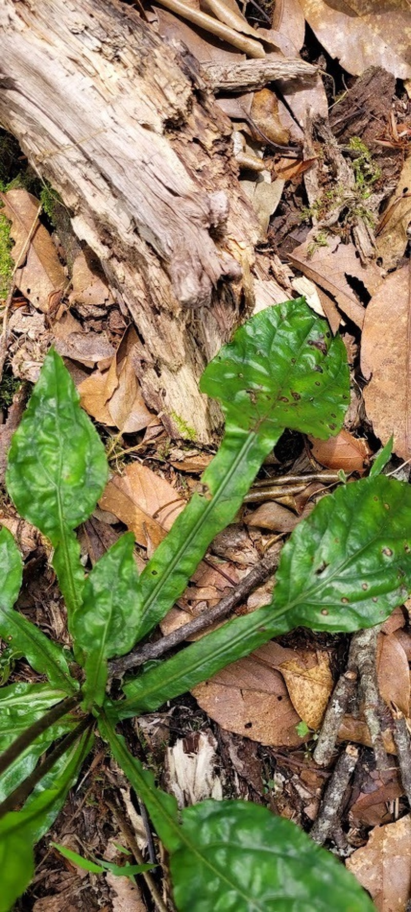 Ainsliaea latifolia photo 8