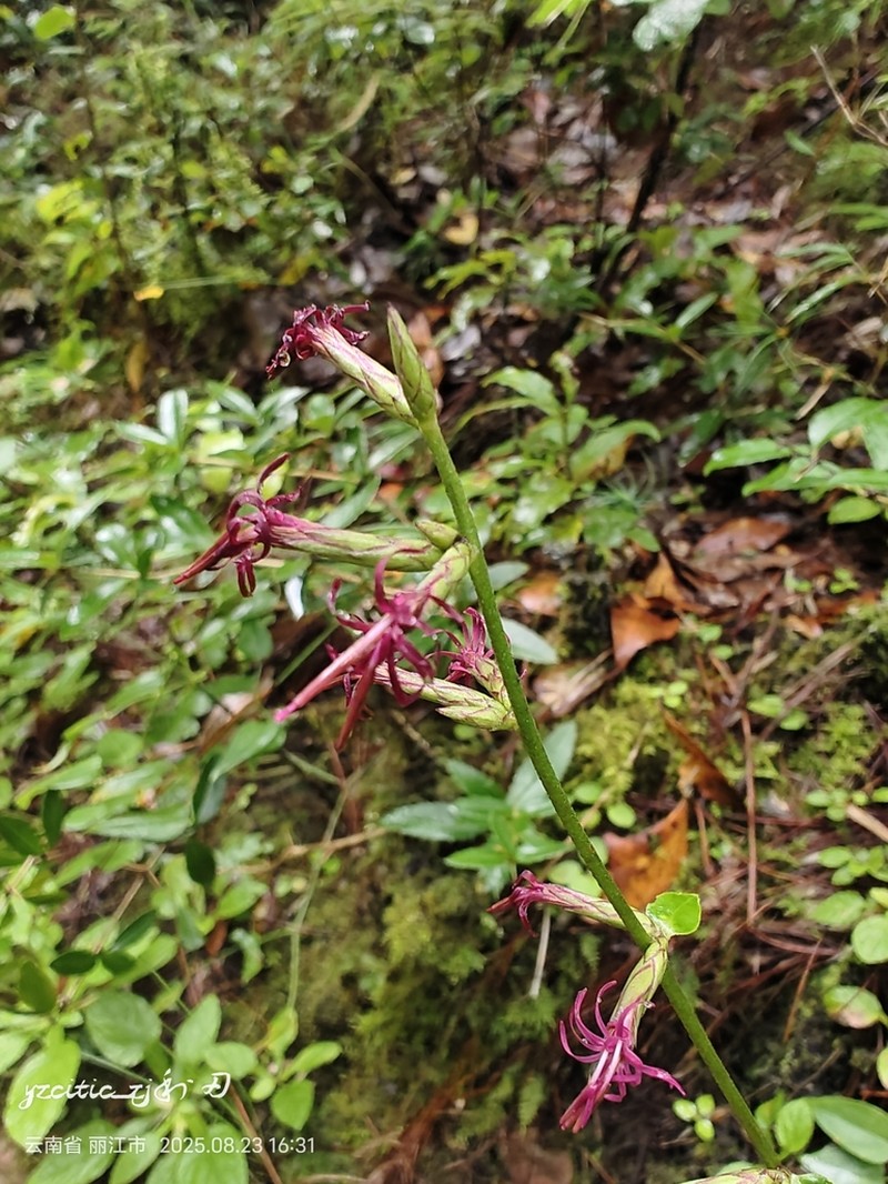 Ainsliaea macrocephala photo 3