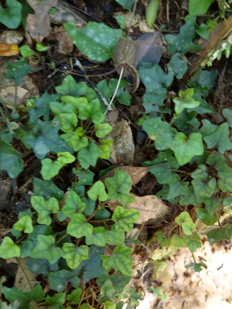 Ainsliaea macroclinidioides