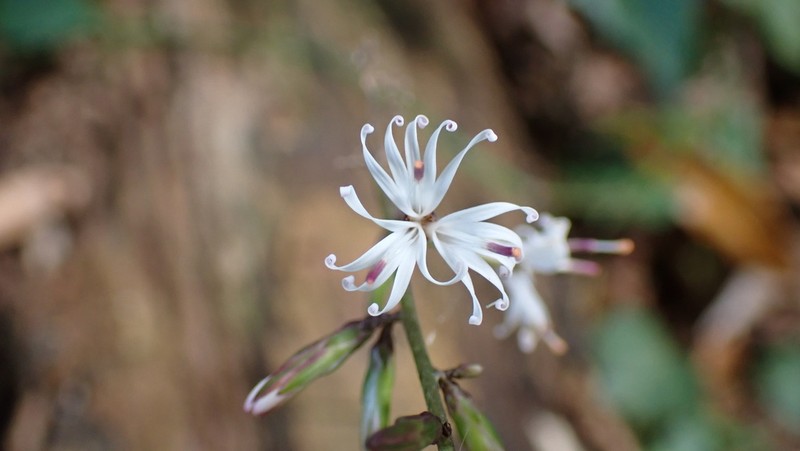 Ainsliaea macroclinidioides photo 2