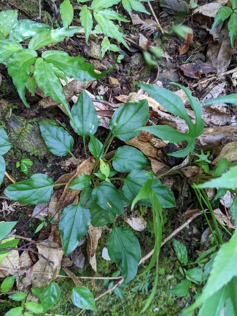 Ainsliaea macroclinidioides photo 3