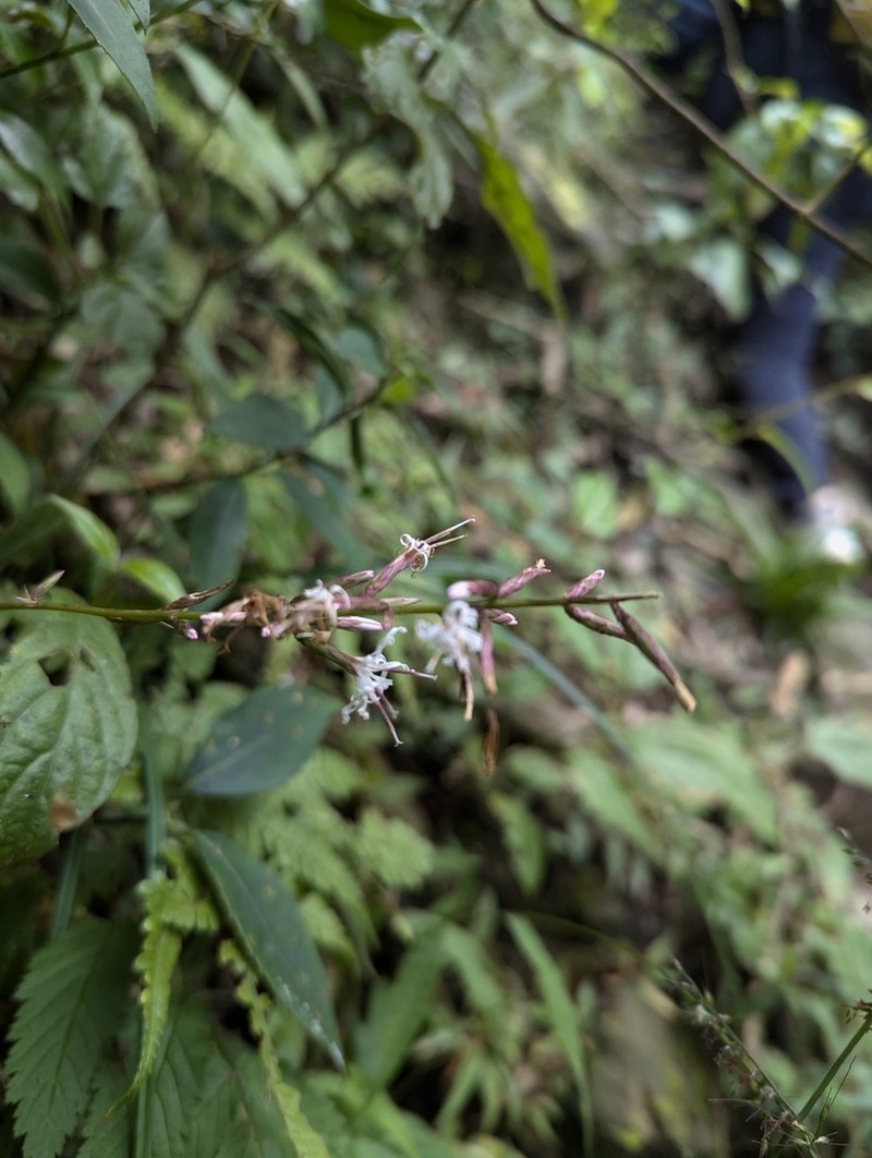 Ainsliaea macroclinidioides photo 4
