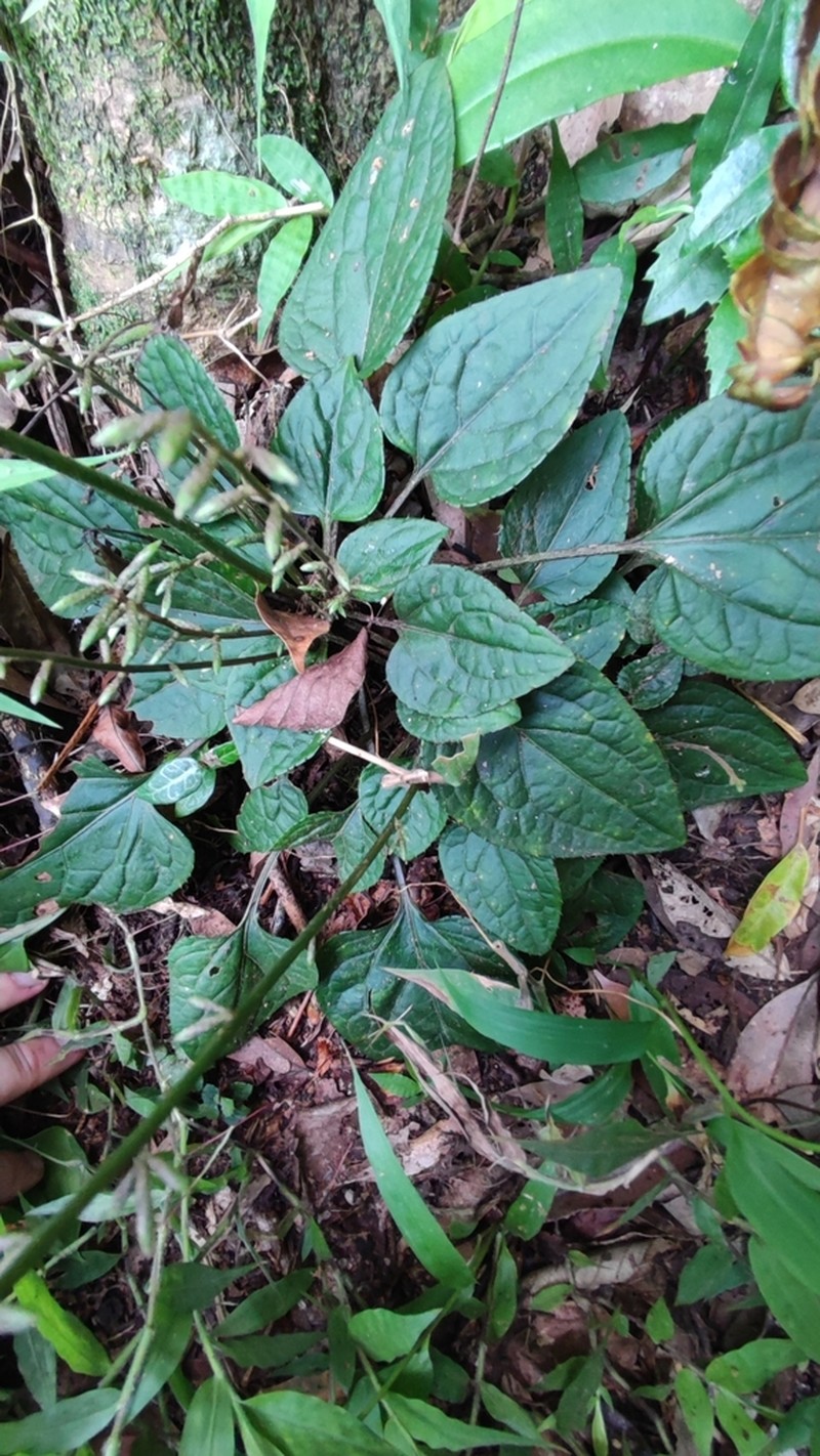 Ainsliaea macroclinidioides photo 5