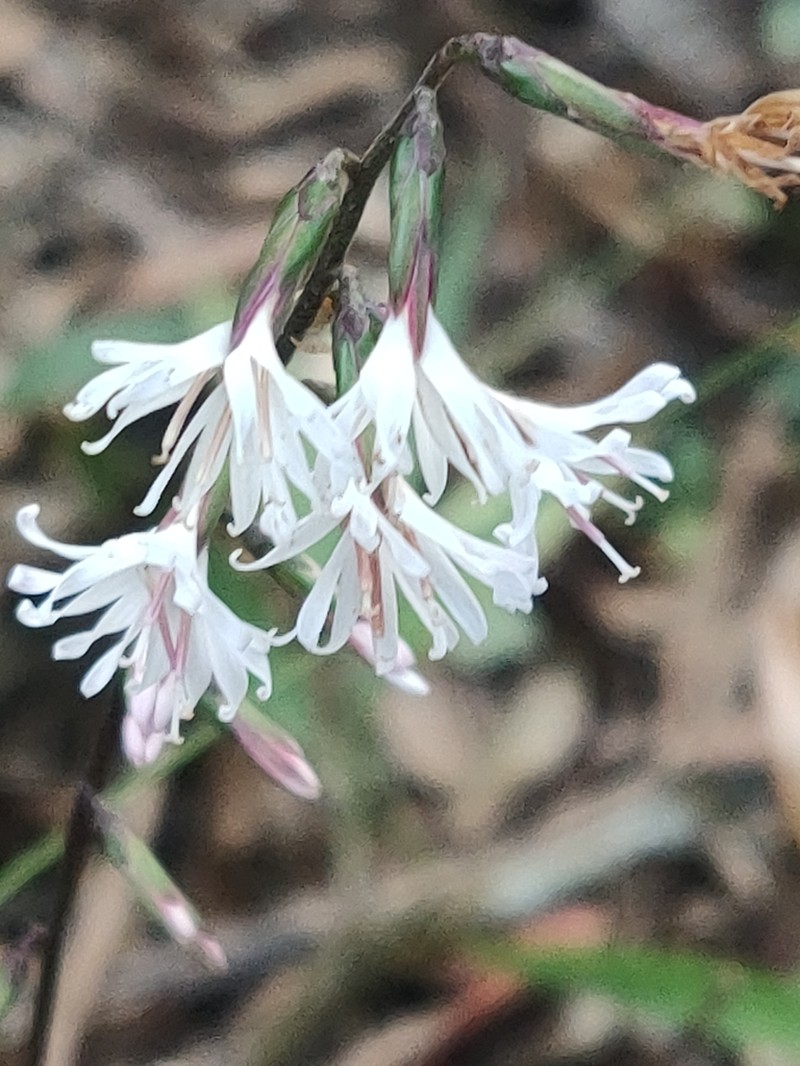 Ainsliaea macroclinidioides photo 6
