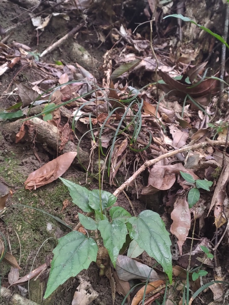 Ainsliaea macroclinidioides photo 7