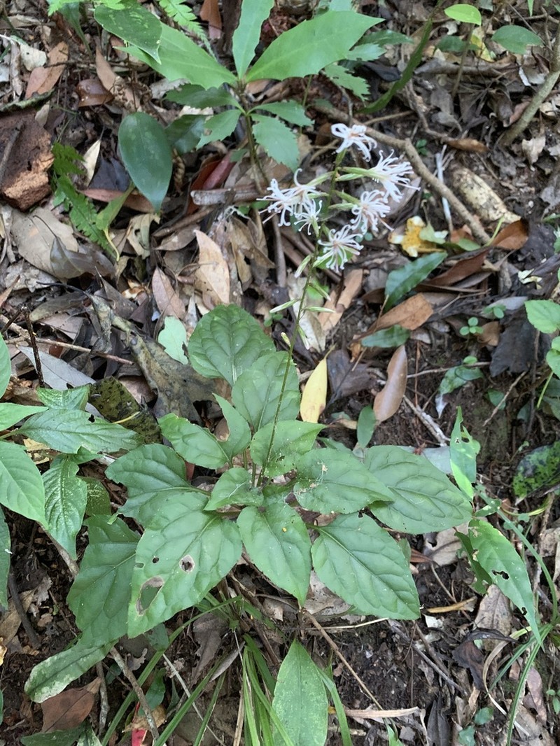 Ainsliaea macroclinidioides photo 8