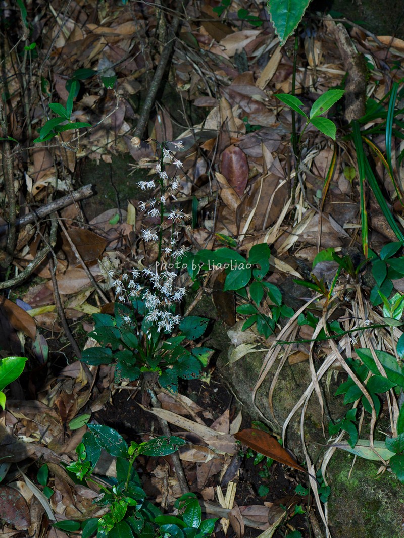 Ainsliaea parvifolia