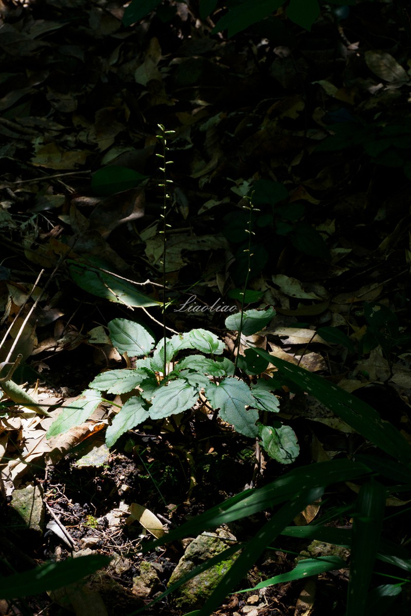 Ainsliaea parvifolia photo 2