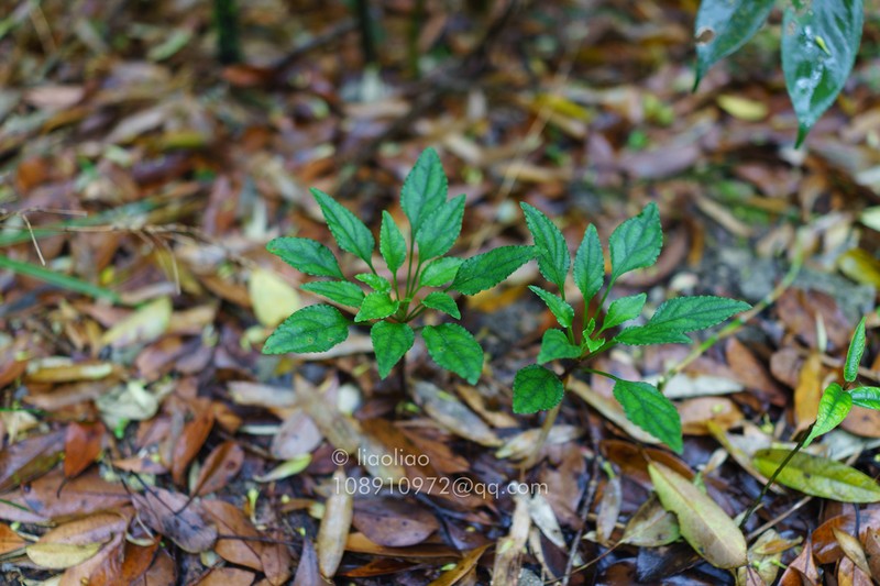Ainsliaea parvifolia photo 3