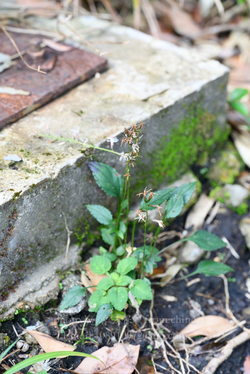 Ainsliaea parvifolia photo 4