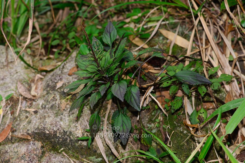 Ainsliaea parvifolia photo 5